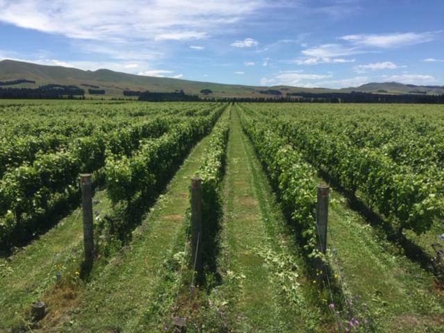 Romantic Vineyard Getaway Waipara Luaran gambar